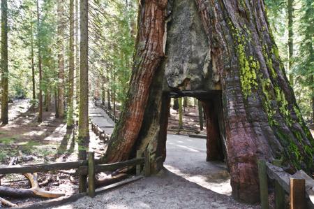 Tunnel in sequoia
