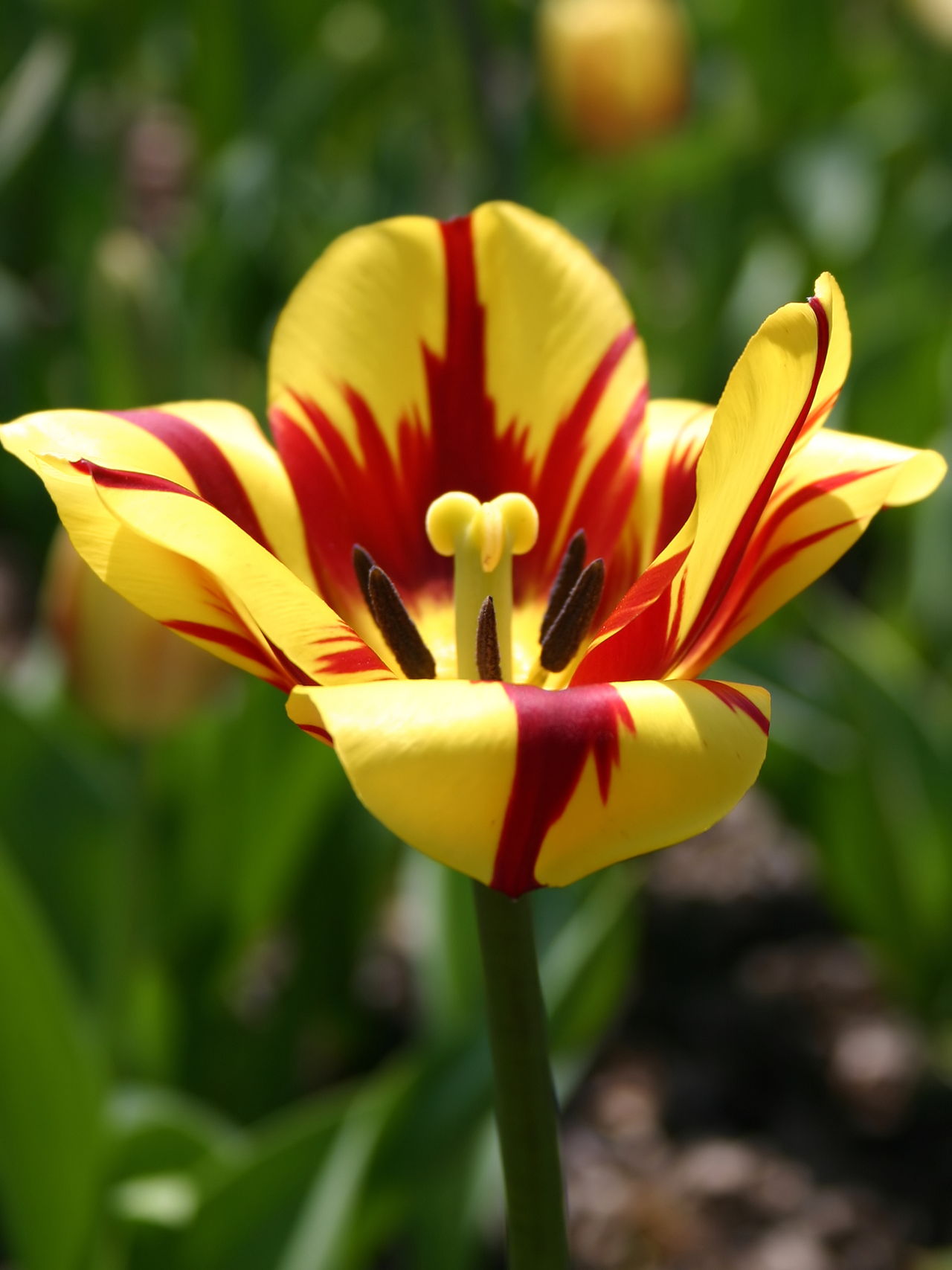 Colorful Tulip