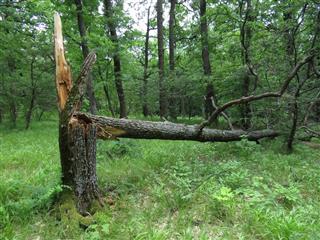 Broken oak