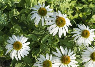White Flowers Of Echinacea