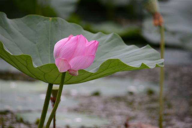 Blossom Lotus Flower
