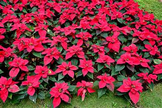 Poinsettia
