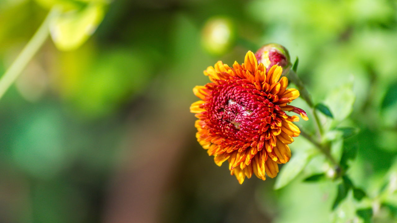 A Blooming Chrysanthemum