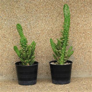 Collection Of Cactuses