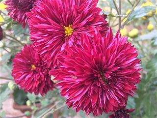 Red Chrysanthemum Flower