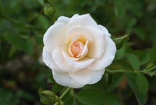 White Rose
