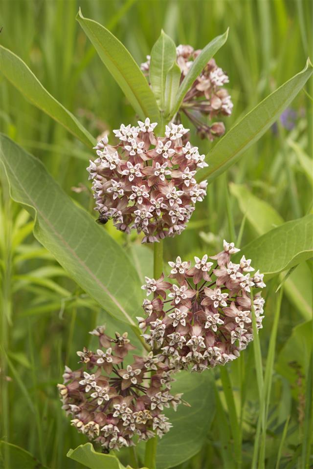 Pink Wild Flowers