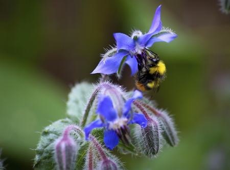 borage
