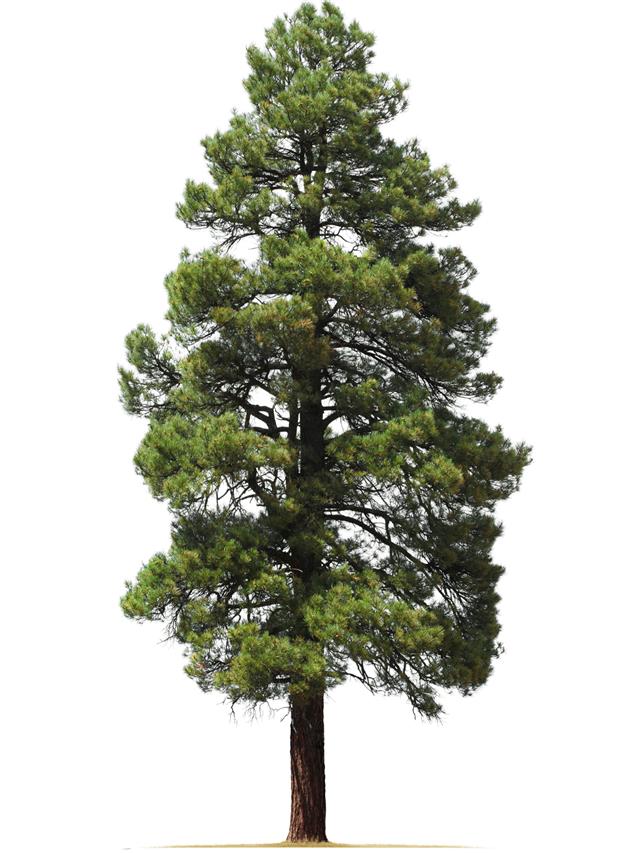 Ponderosa pine tree