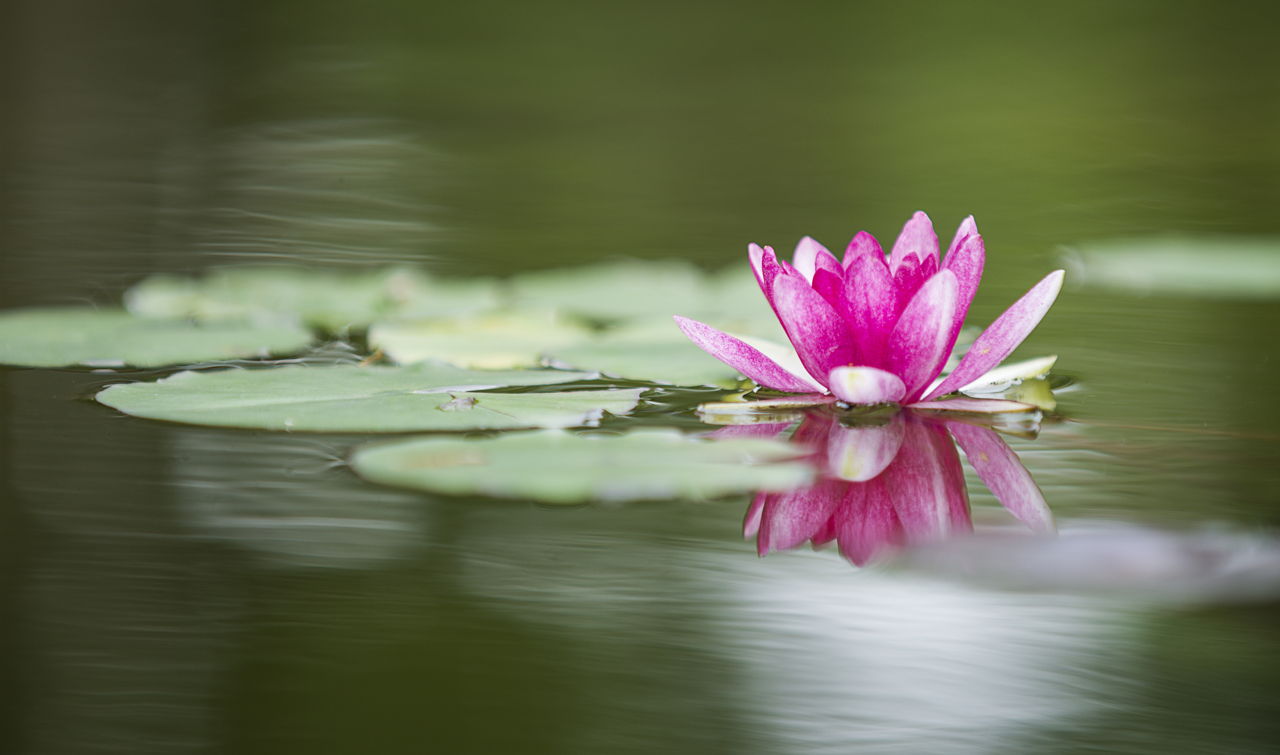 Lotus Flower