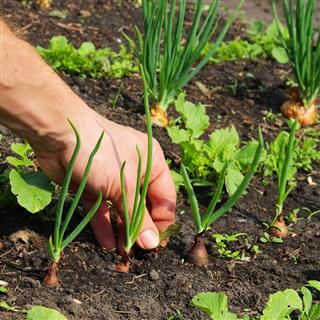 pull up weeds
