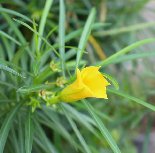 Yellow Oleander In The Garden