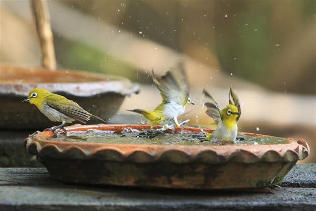 Cute birds bathe in a small pot