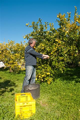 Harvest worker