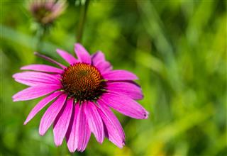 Purple Coneflower