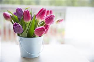 Bouquet Of Tulips