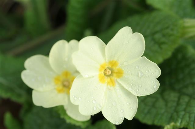 Naturalized Primroses