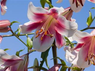 Pink Lily Flowers