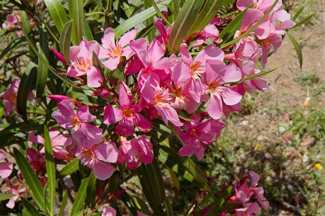 Flowering Oleander