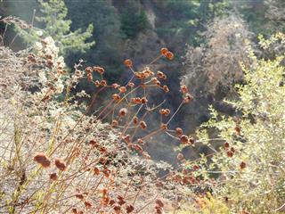 Dry California Buckwheat flowers in the mountains