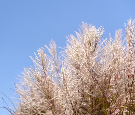 zebra grass inflorescence