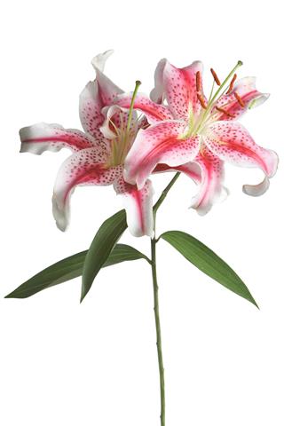 Stargazer Lily