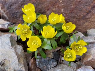 Eranthis Hyemalis
