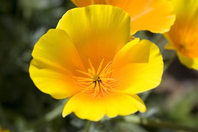 Yellow And Orange Poppy