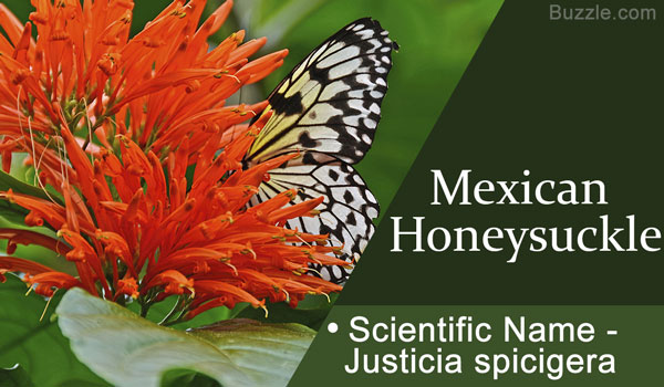 Mexican honeysuckle  Scientific Name Justicia spicigera