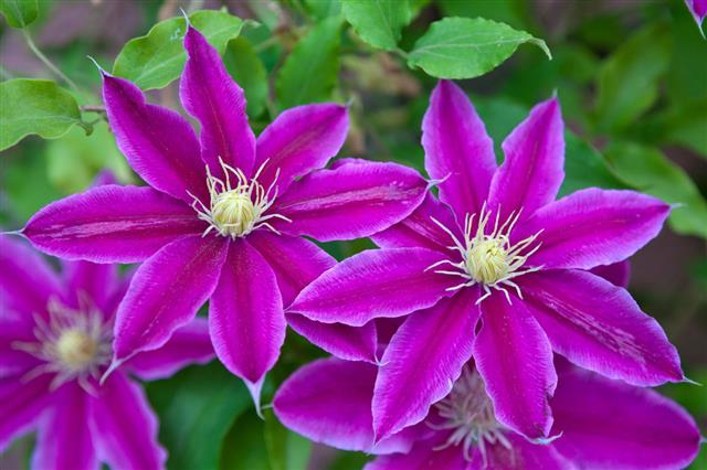Clematis