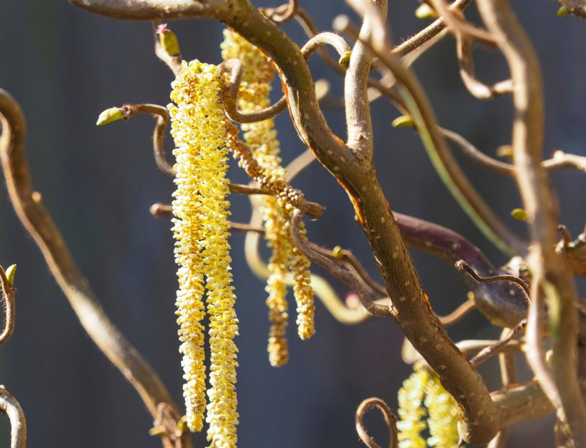 Corkscrew Willow Branches
