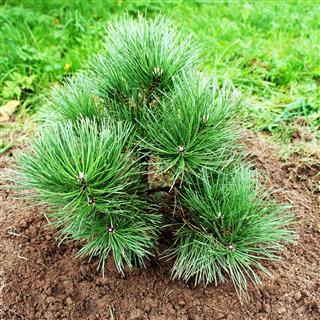 Black Pine Growing In Garden
