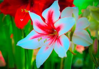 Orchids