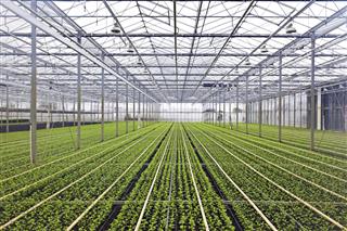 Greenhouse