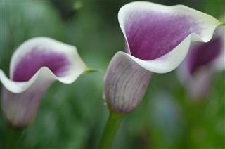 Calla Lily Flower