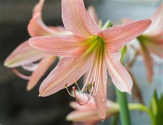 Hippeastrum Amaryllis Big Orange Flowers