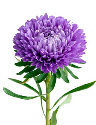 Single Purple Chrysanthemum Flower