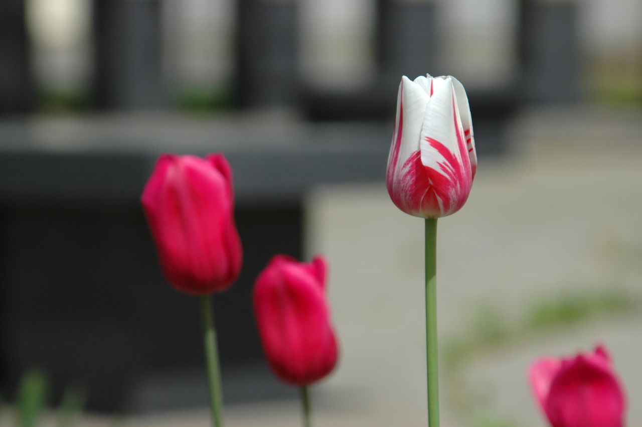Tulip