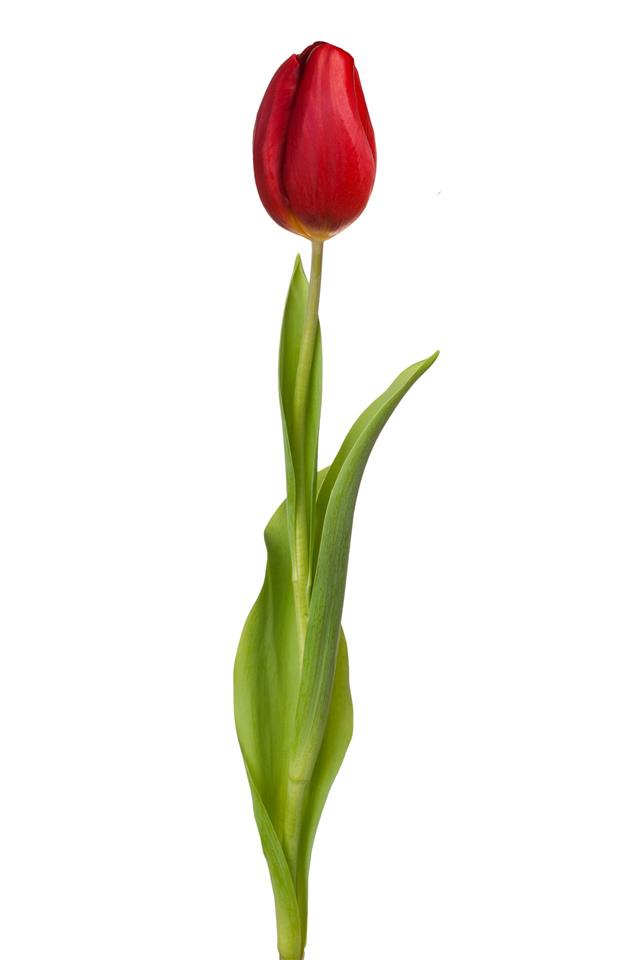 Tulip Flower On Stem With Leaves