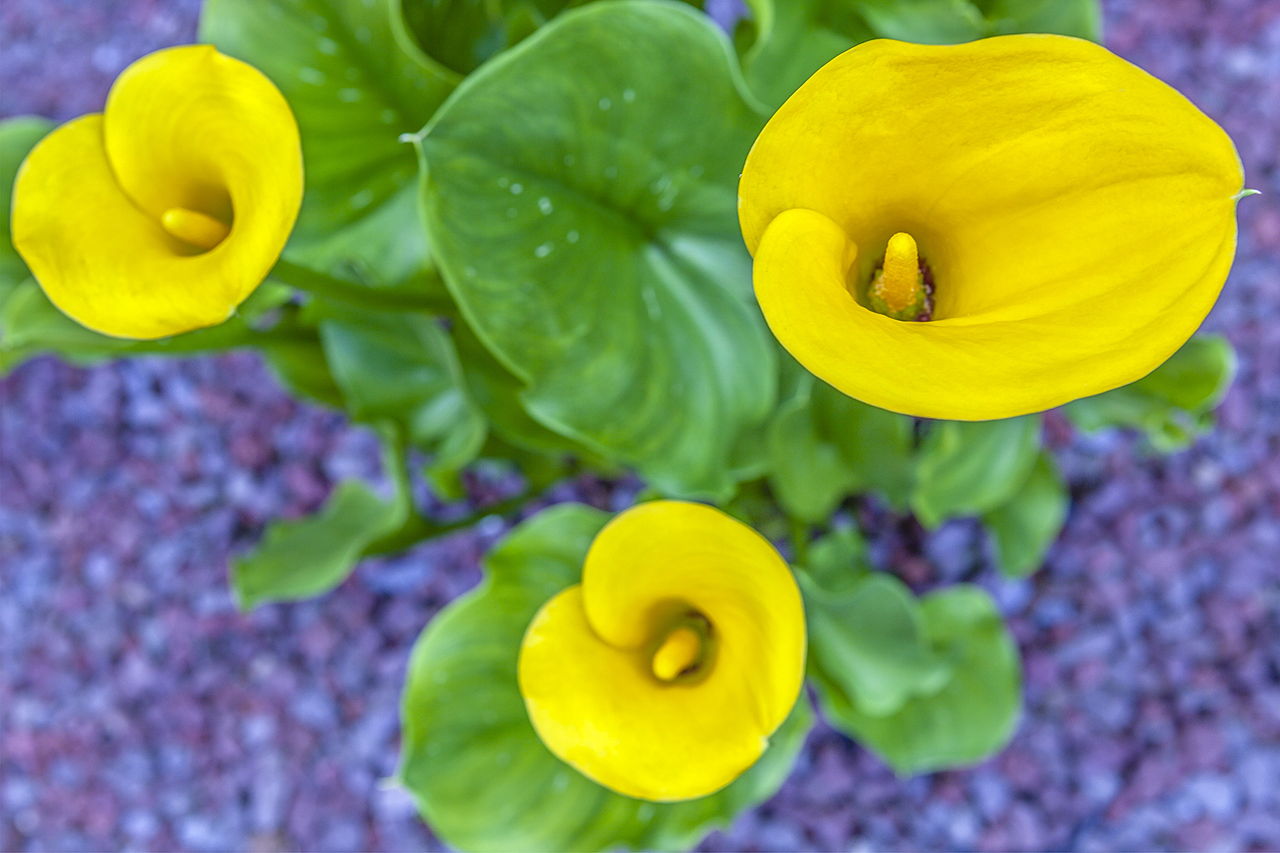 Yellow Calla Lily