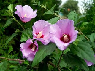Shrub Mallow