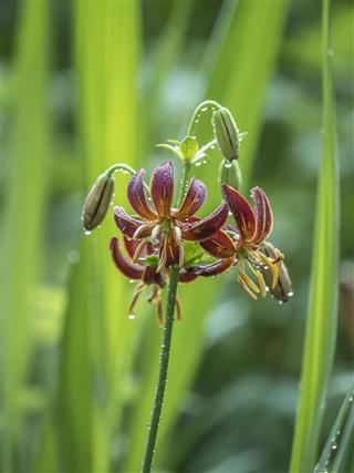 Tiger Lily Flower