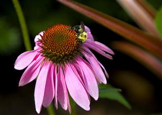 Coneflower
