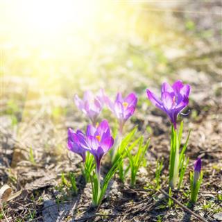 Beautiful violet crocuses