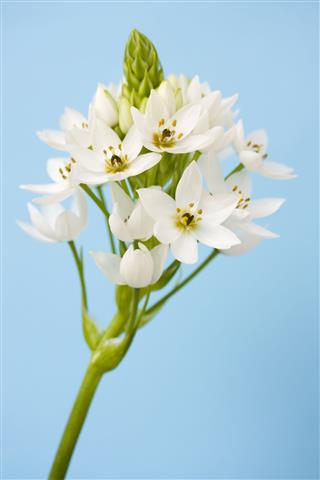 Star Of Bethlehem