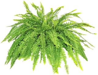 Boston Compacta Fern
