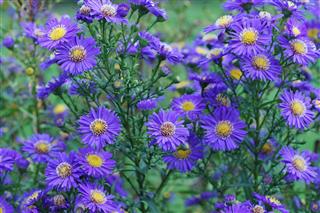 Asters
