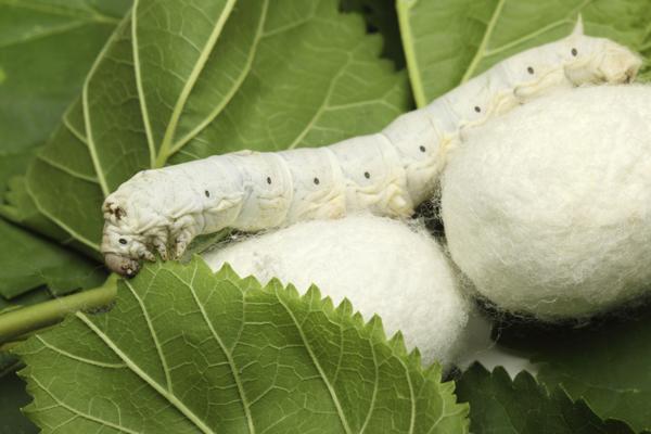 Silkworm feeding on mulberry leaves
