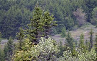 Pine Tree Forest