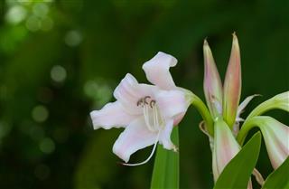 Spider Lily